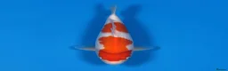 Koi Carp fish for sale: Japanese Koi - Top Quality - Advert 27