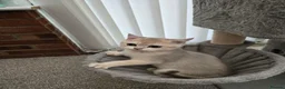 British Shorthair cats for sale: Blue golden chinchila! READY TO GO! - Advert 27