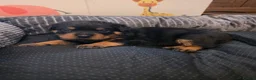 Rottweiler dogs for sale: Rottweiler puppy - Advert 5