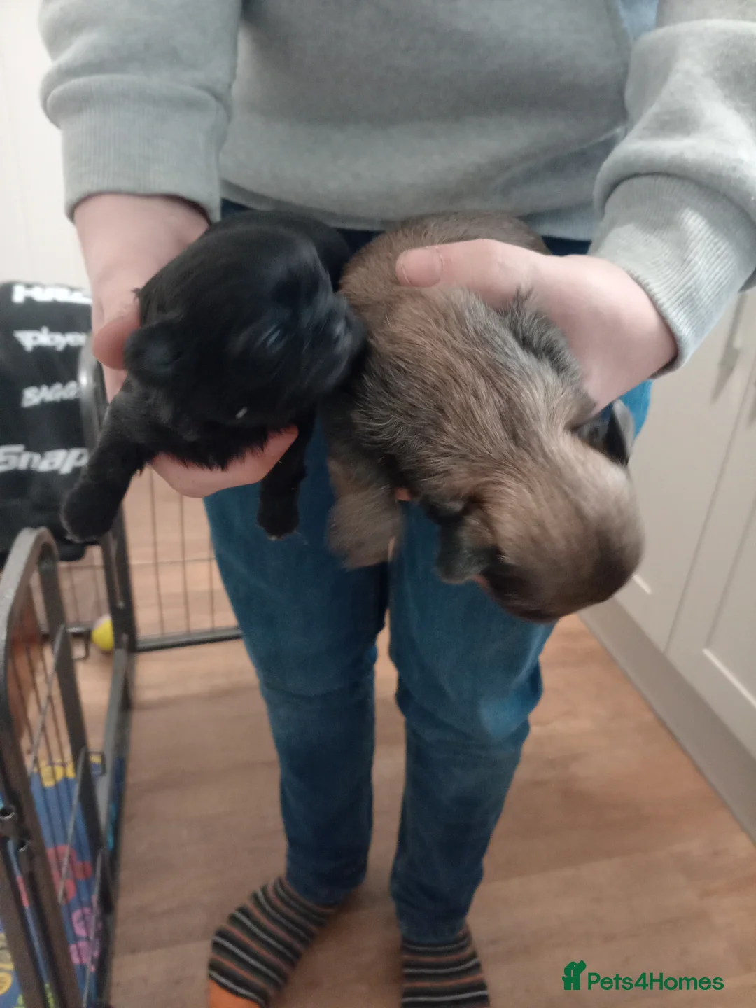 Shih Tzu dogs for sale: Imperial Shihtzu Puppies  - Advert 6