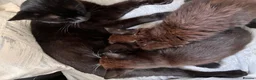 Mixed Breed cats for sale: Kitten for sale  - Advert 2