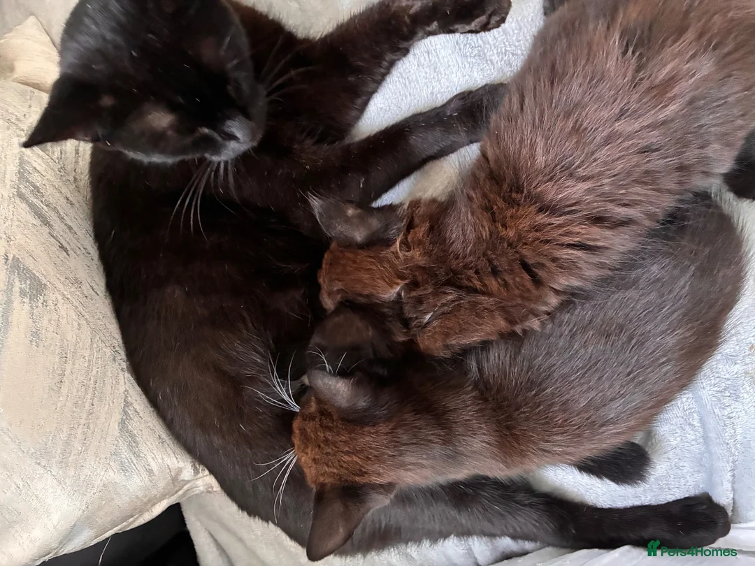 Mixed Breed cats for sale: Kitten for sale  - Advert 2