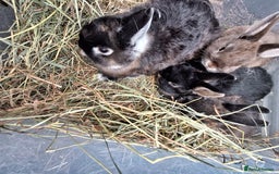 Netherland Dwarf rabbits for sale: Baby Netherland dwarf rabbits for sale £50 each  - Advert 8