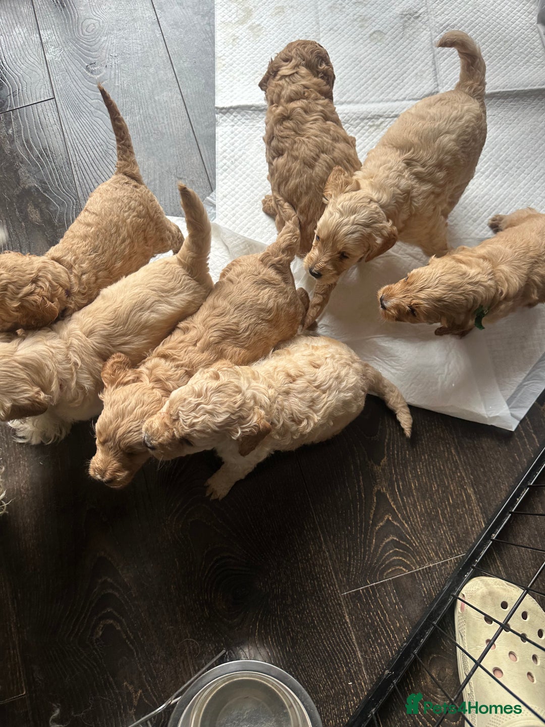 Labradoodle dogs for sale: Beautiful labradoodles for Sale  in Stoke-on-Trent - Image 3