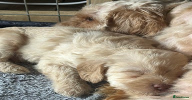 Cockapoo dogs - Advert 4