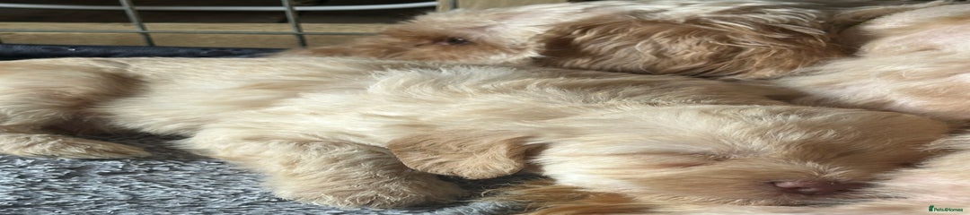 Cockapoo Puppy 1