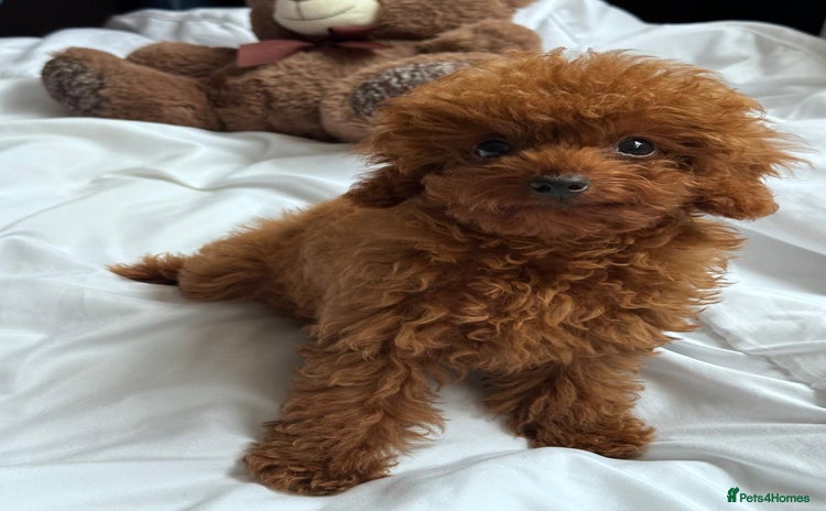 Toy Poodle dogs - Advert 5