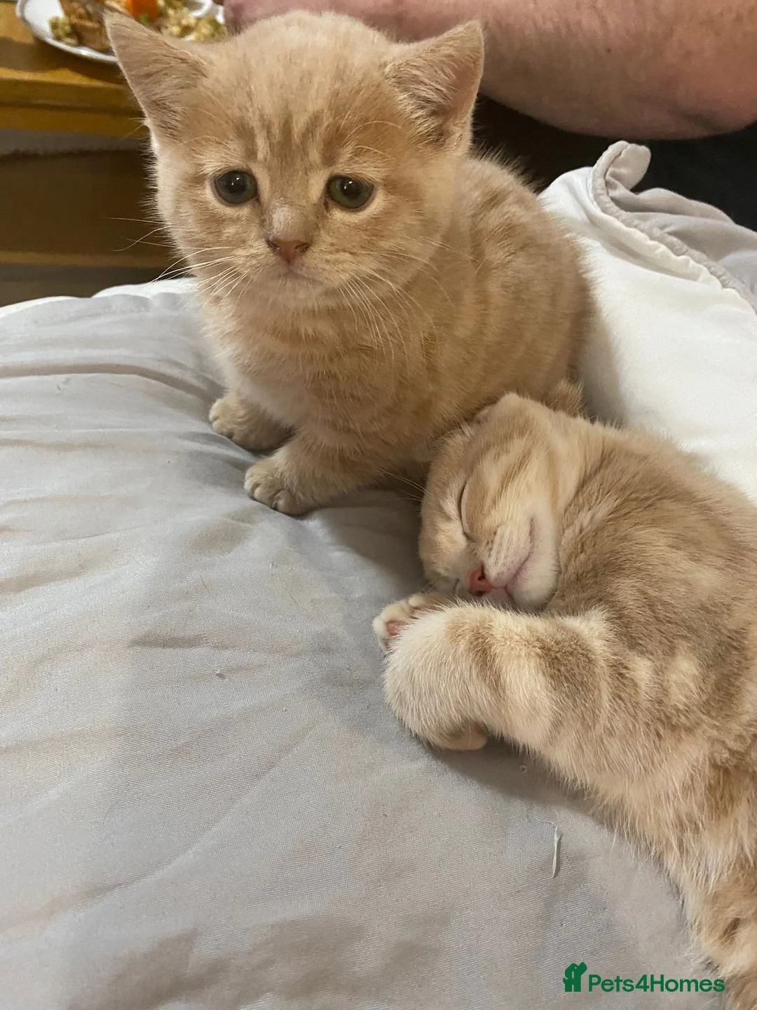 Domestic Shorthair cats for sale: 2 adorable mink ragdoll cross girls - Advert 20