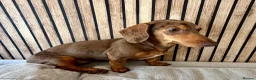 Miniature Dachshund dogs for sale: Miniature Dachshund girl KC Registered - Advert 3