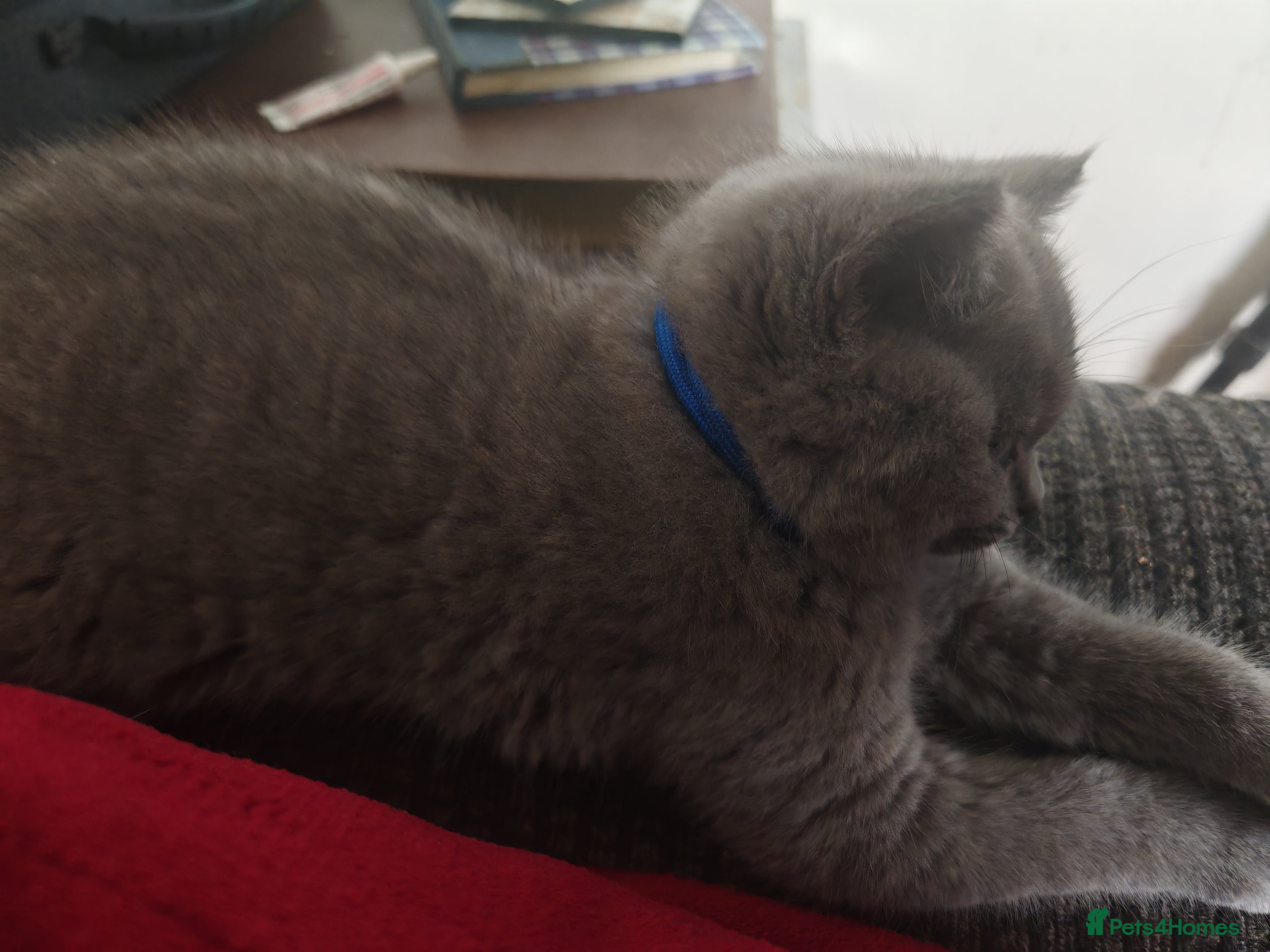 British Shorthair Kitten Blue