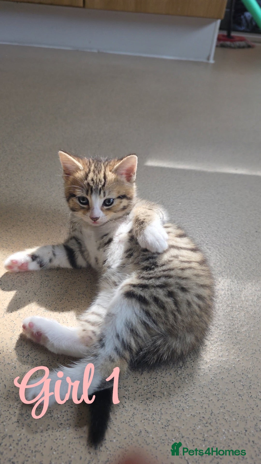 Mixed Breed cats 5 Kittens Looking for a New Home  - Advert 1