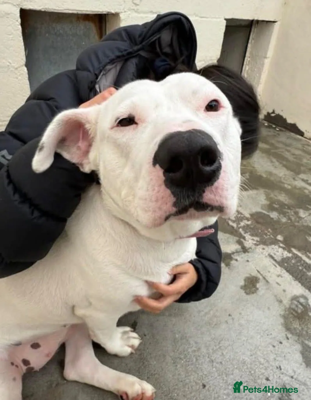 Mixed Breed dogs for adoption: Meet Aria, currently residing in Ormskirk  - Advert 14