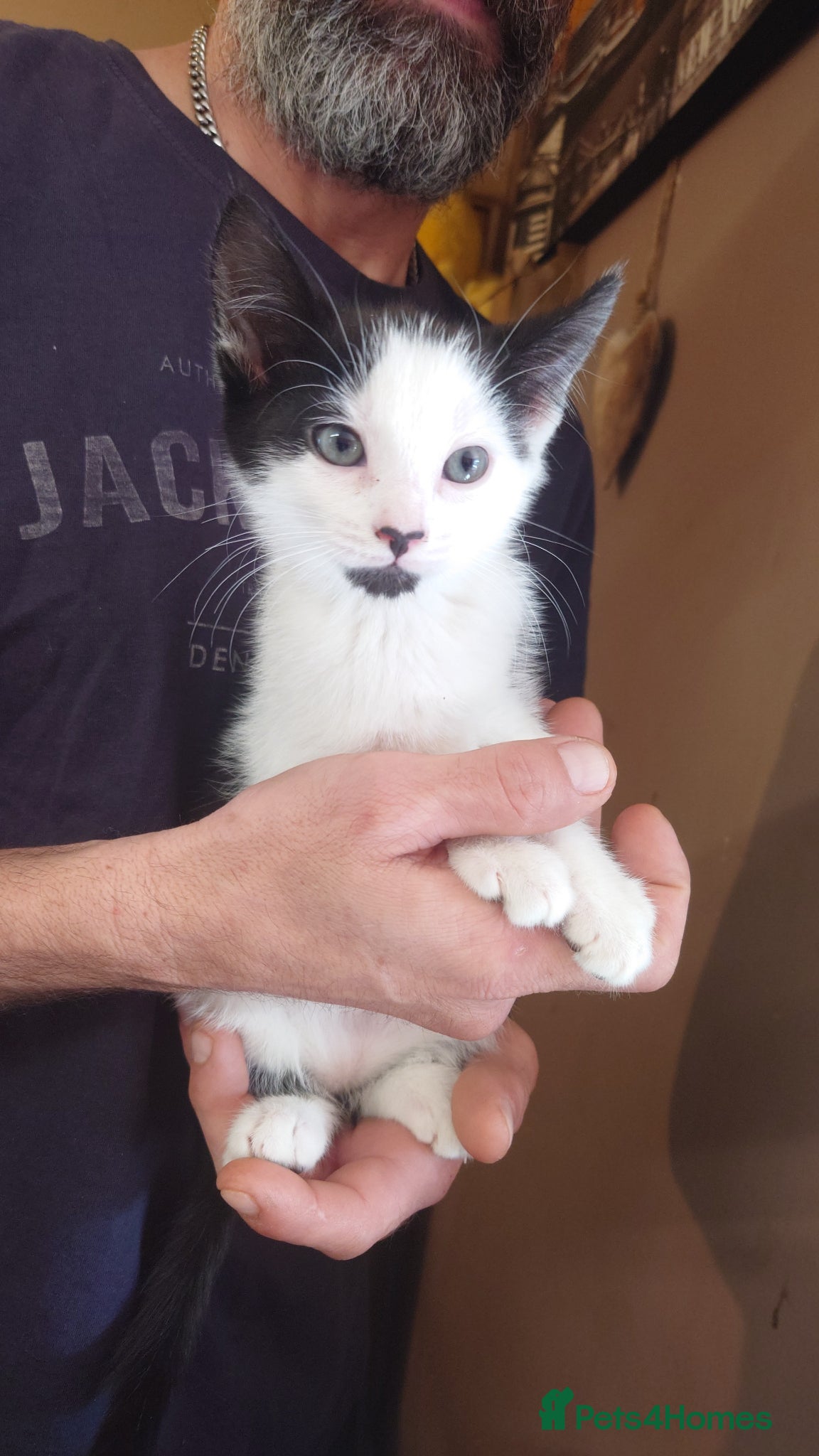 Mixed Breed cats kittins for sale to a really good home  - Advert 4