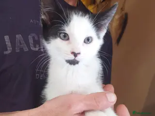 Mixed Breed cats kittins for sale to a really good home - Advert 2