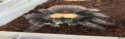 Tarantulas invertebrates for sale: 15 Tarantulas  adult/subadult - Advert 1