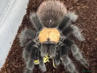 Tarantulas invertebrates 15 Tarantulas adult/subadult - Advert 1