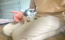 Domestic Shorthair cats for sale: 3 cuddly girl kittens available  - Image 5