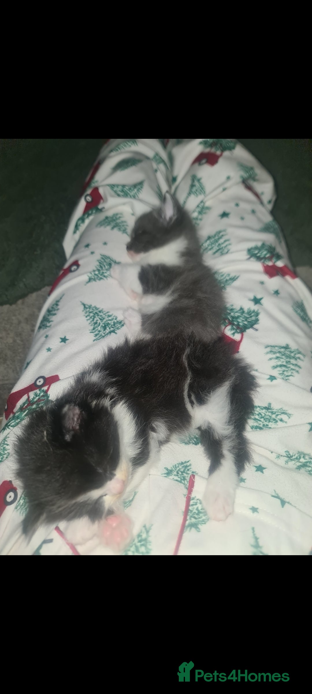 Mixed Breed cats for sale: Beautiful brothers  - Advert 2