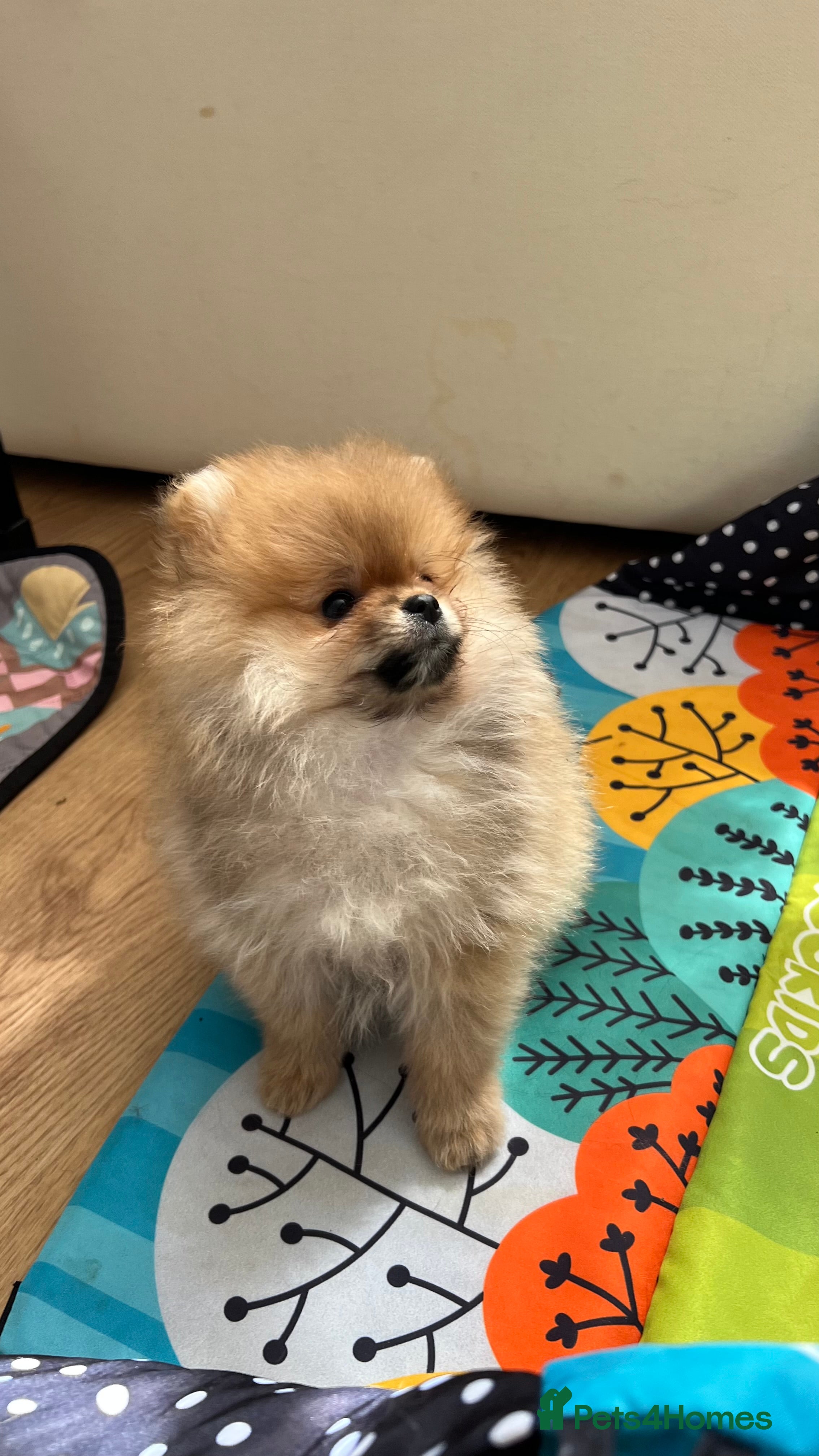 Pomeranian dogs ADORABLE PURE POMERANIAN KC - Advert 2