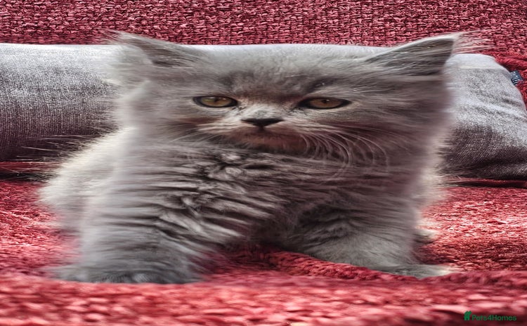 British Longhair cats - Advert 4