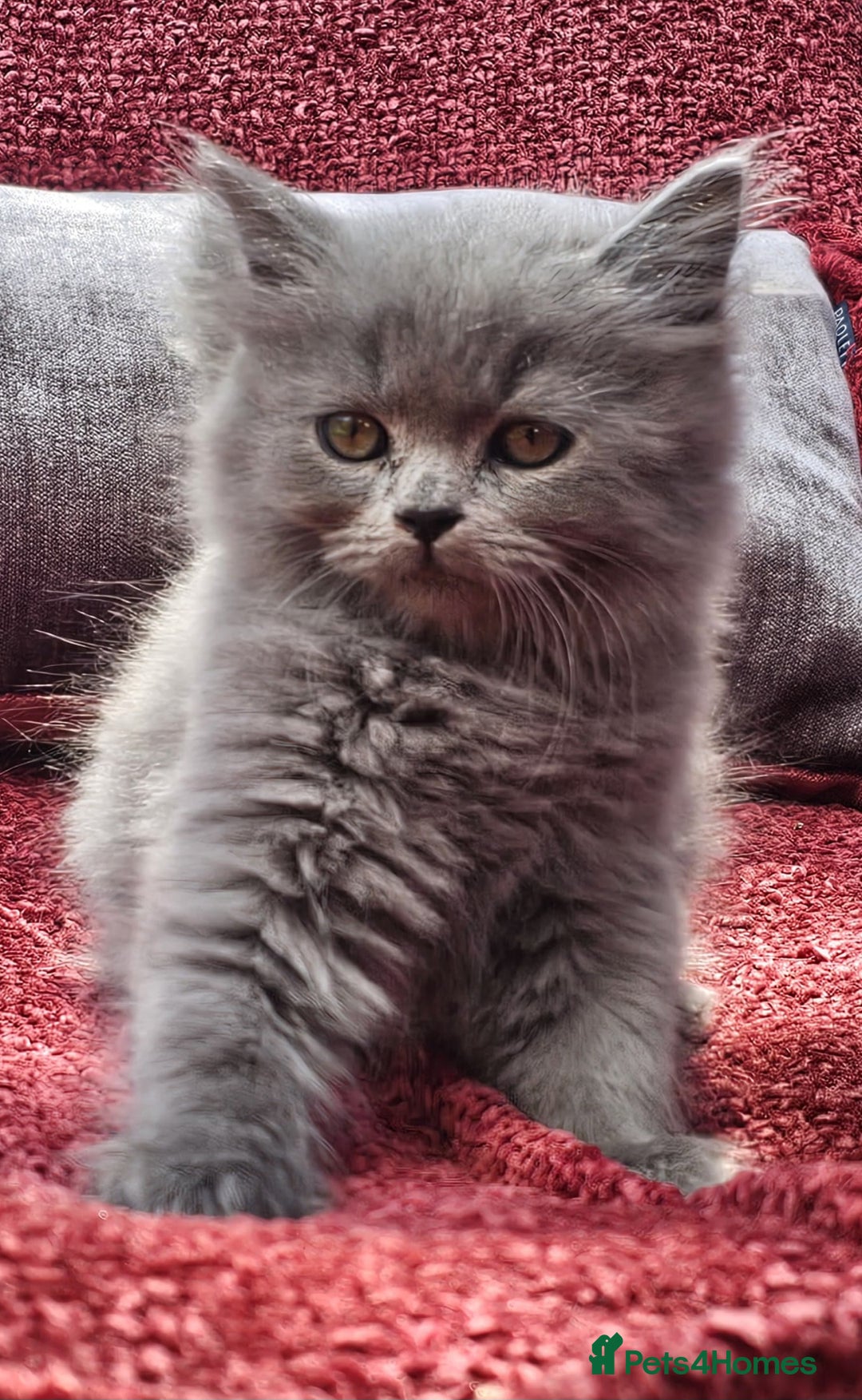 British Longhair cats for sale: Gorgeous Blue British longhair kittens - Image 1