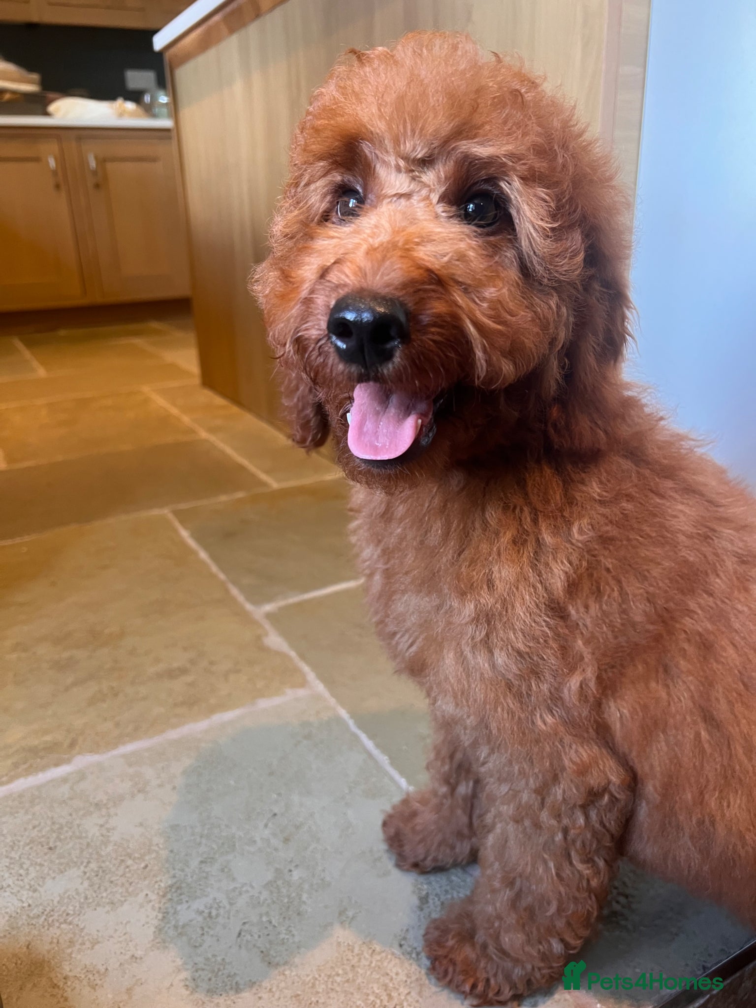 Mini Goldendoodle dogs Ready Now! Mini Irishdoodle health tested parents  - Advert 1
