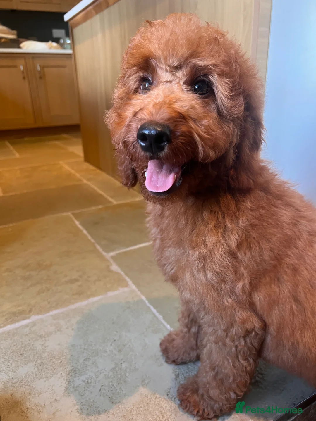 Mini Goldendoodle dogs for sale: Ready Now! Mini Irishdoodle health tested parents  - Advert 1