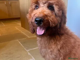 Mini Goldendoodle dogs Ready Now! Mini Irishdoodle health tested parents - Advert 1