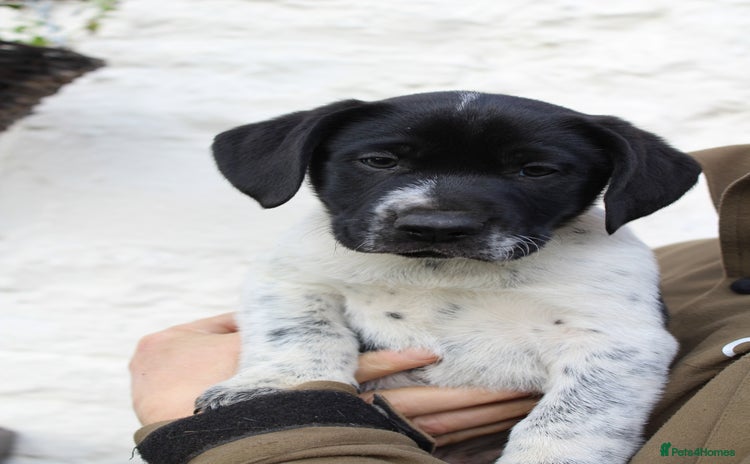 Mixed Breed dogs - Advert 1