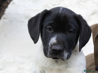 Mixed Breed dogs for sale - Advert 1