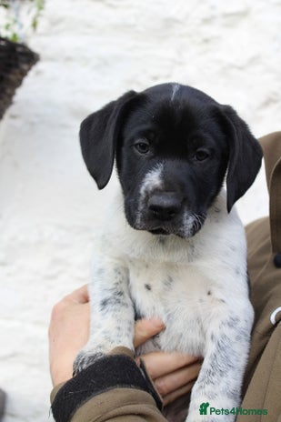 Mixed Breed dogs - Advert 1