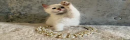 Ragdoll cats for sale: Stunning 🌟 Ragdoll Kittens 🌟  - Advert 22