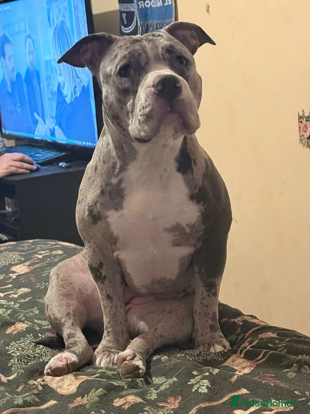 American Bully dogs for sale: Maya  - Advert 1