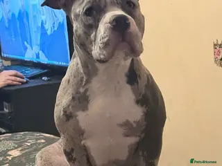 American Bully dogs Maya - Advert 1