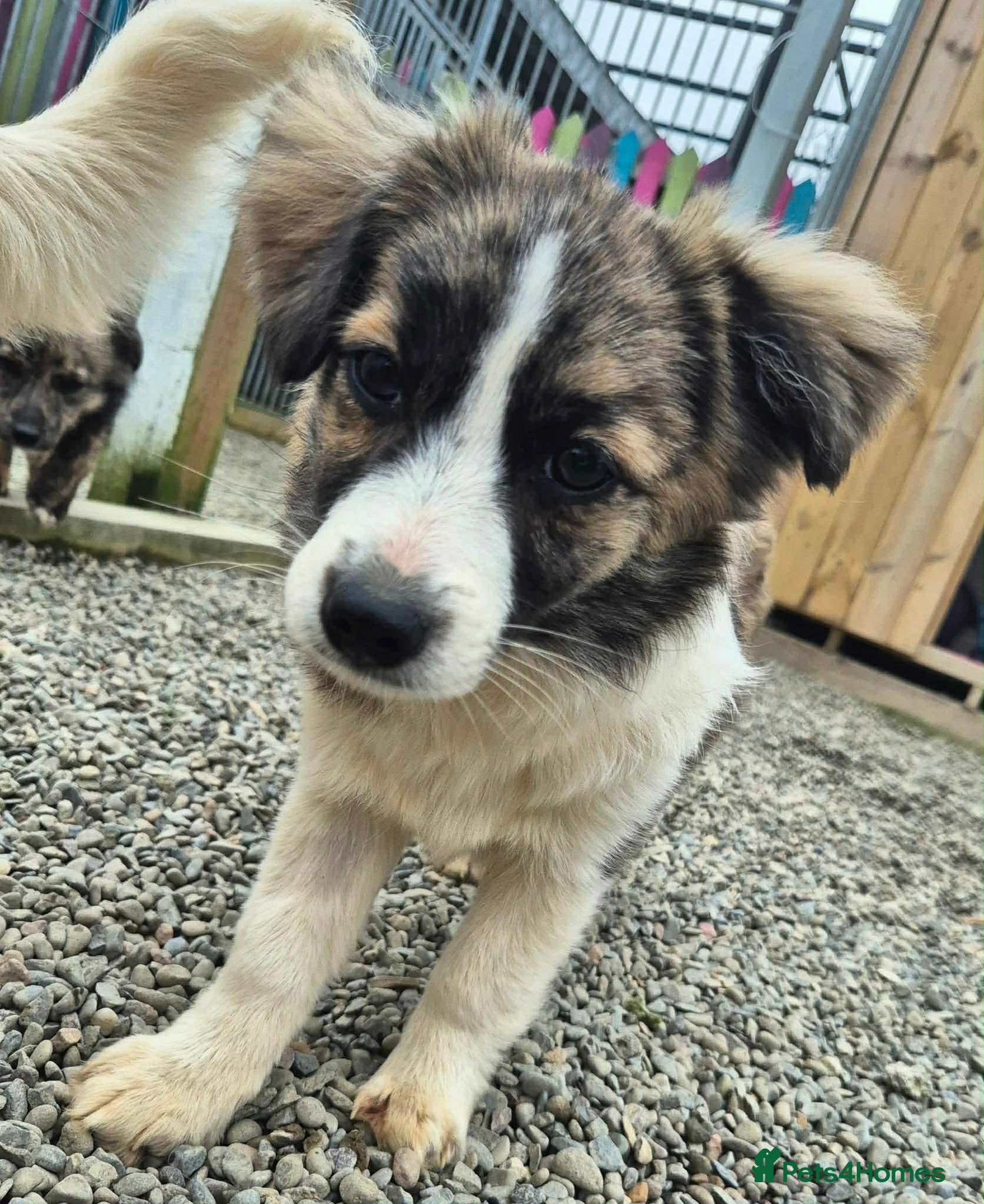 Mixed Breed dogs Baxter - In Ayr Looking for a Home  - Advert 1