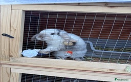 Mini Lop rabbits for sale: Two Mini Lop Bucks 🩵 - Advert 4