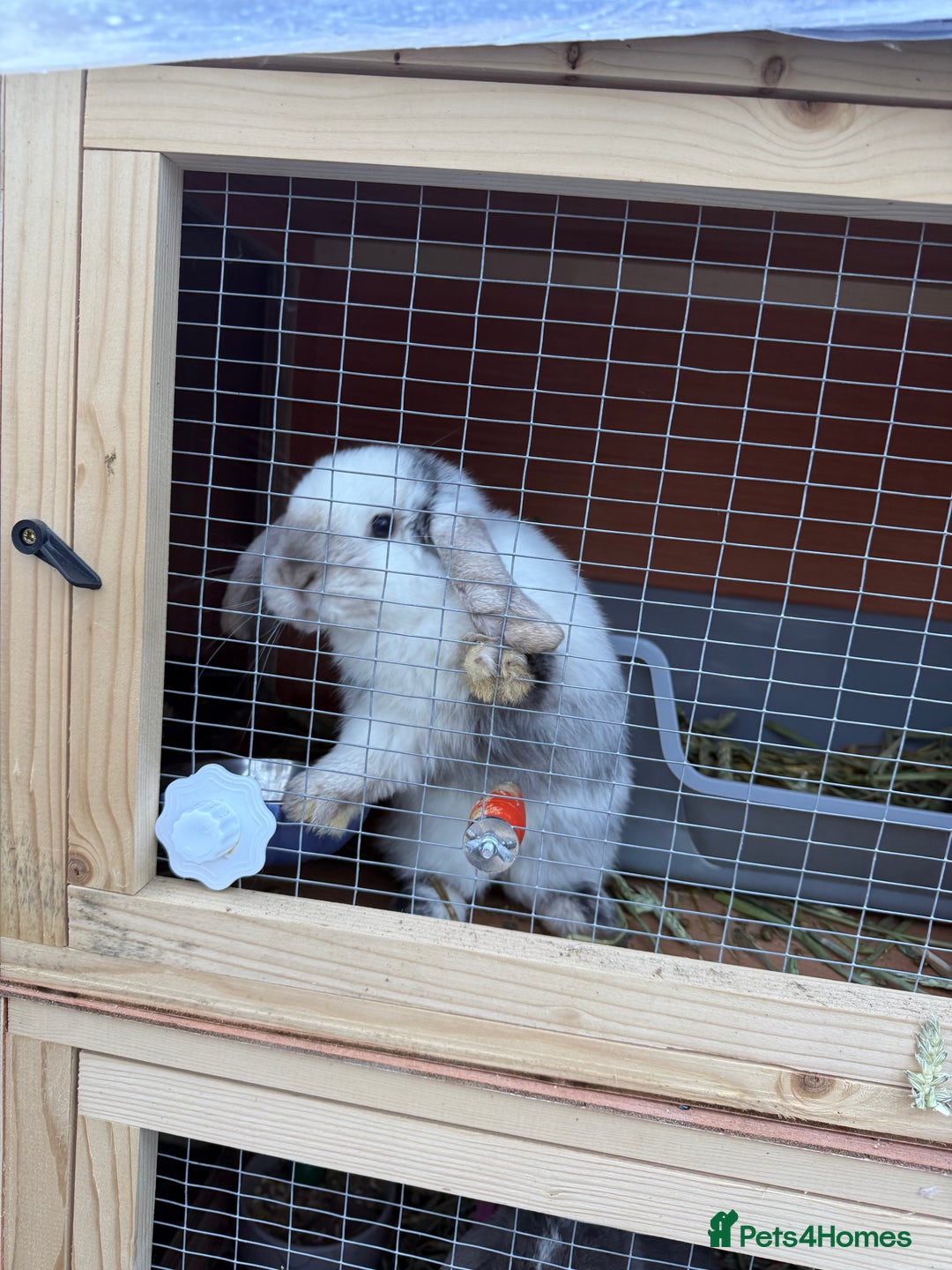 Mini Lop rabbits for sale: Two Mini Lop Bucks 🩵 - Advert 4