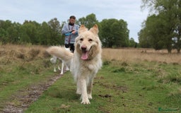 German Shepherd dogs for sale: Adorable German Shepherd Pups - Advert 11