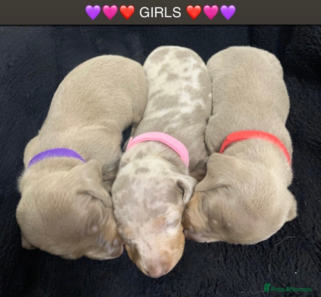 Miniature Dachshund dogs for sale: 🌟QUALITY KC REG & PRA CLR MINIATURE DACHSHUNDS🌟 - Image 7