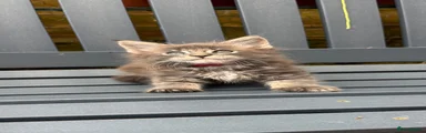 Maine Coon 3