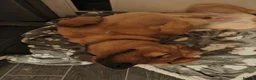 Labrador Retriever dogs for sale: Stunning Fox Red Labrador – 14 Months Old in Leigh - Advert 7
