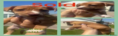 Jack Russell 3