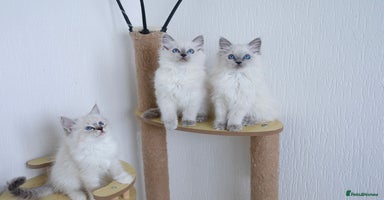 Ragdoll cats in Manchester - Advert 8