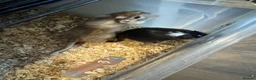 Gerbil rodents for sale: 2 male gerbils looking for a home - Advert 5