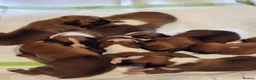 Boxer dogs for sale: Bobtail K C reg - Advert 3