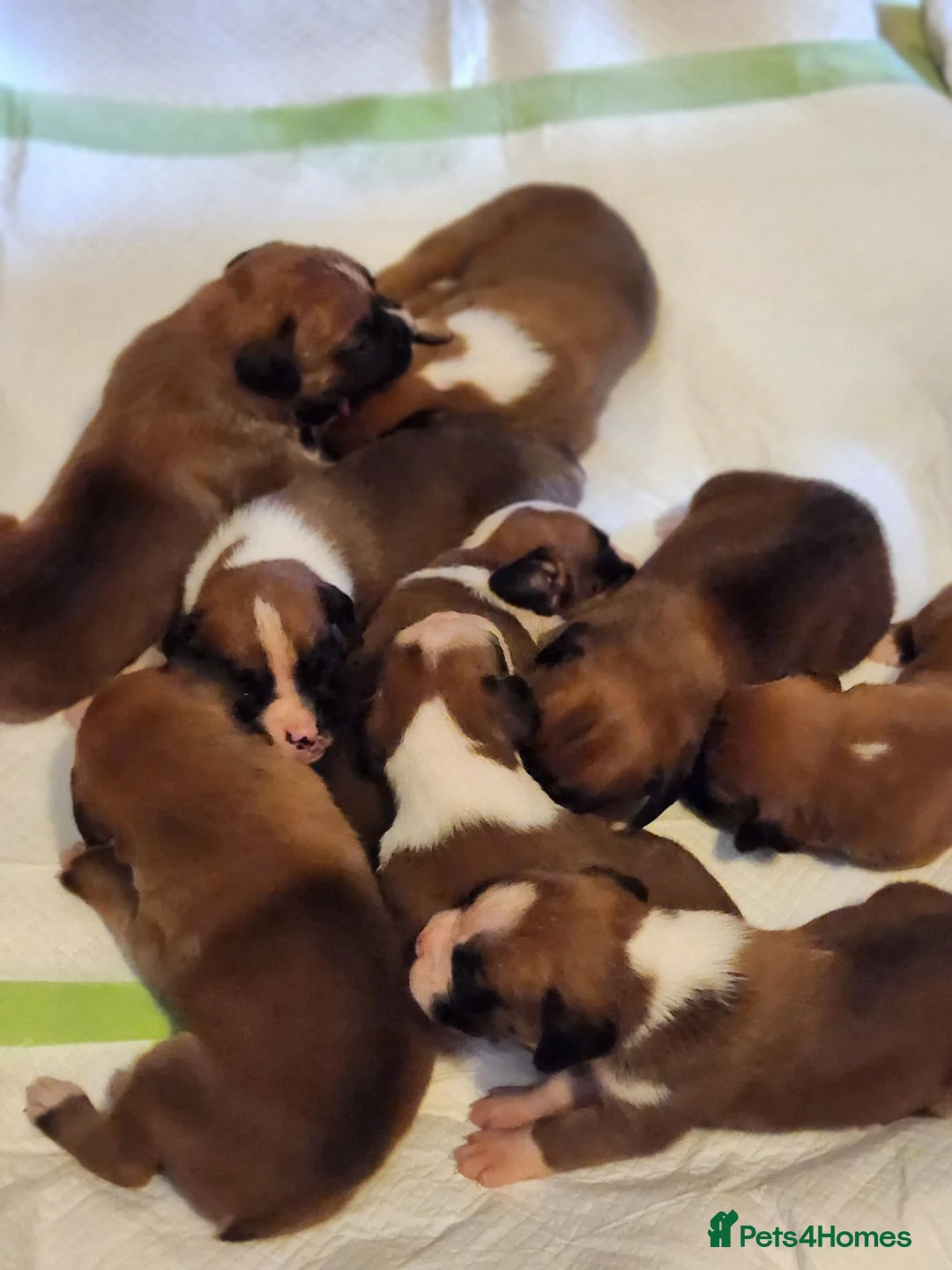 Boxer dogs for sale: Bobtail K C reg - Advert 2