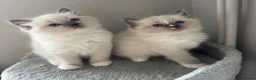 Ragdoll cats for sale: AMAZING PEDIGREE RAGDOLL KITTENS  - Advert 12