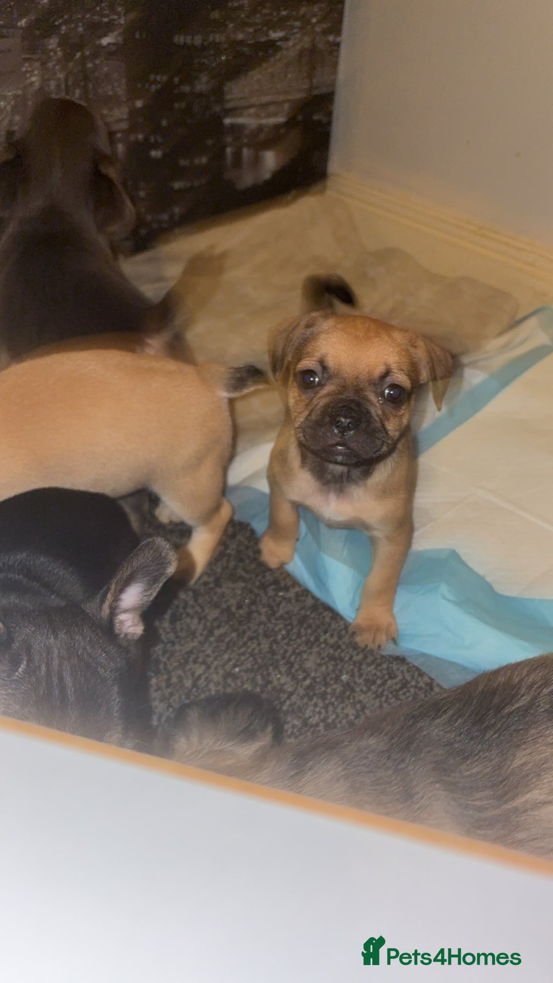 French Bulldog dogs for sale: French bulldog cross puppies  - Advert 7