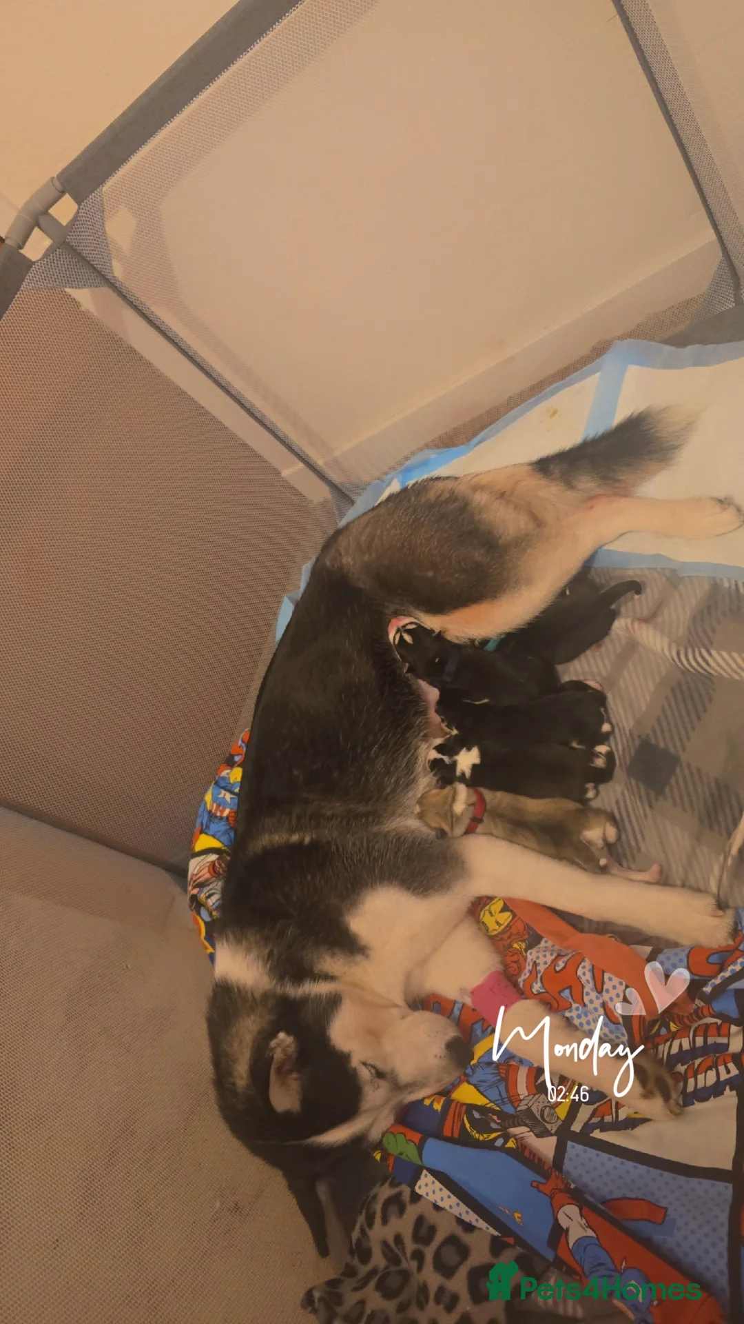 Siberian Husky dogs for sale: 4 siberian husky girl pups  - Advert 10