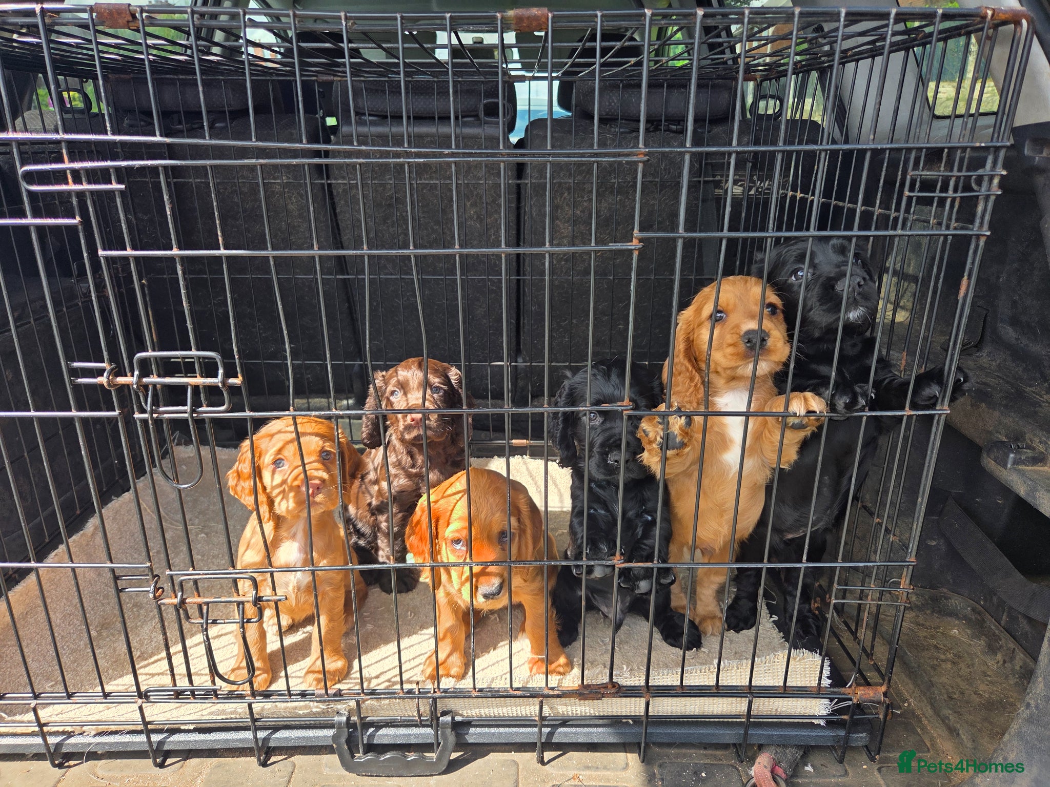 Cocker Spaniel dogs Working Cocker Spaniel puppies - Advert 2